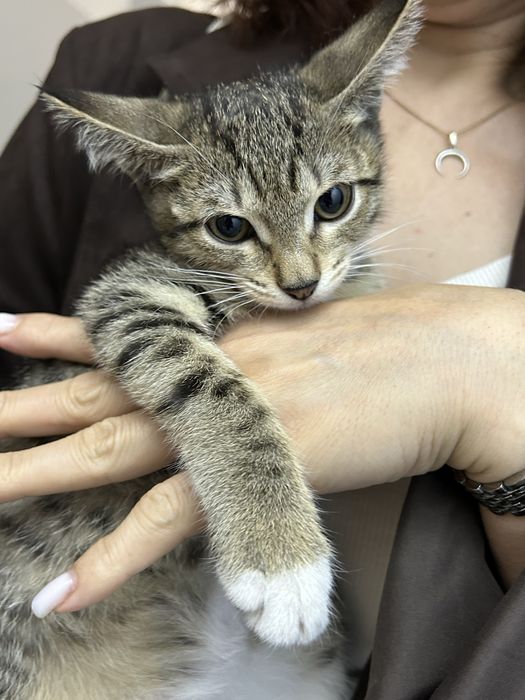 Отдам котят в добрые руки