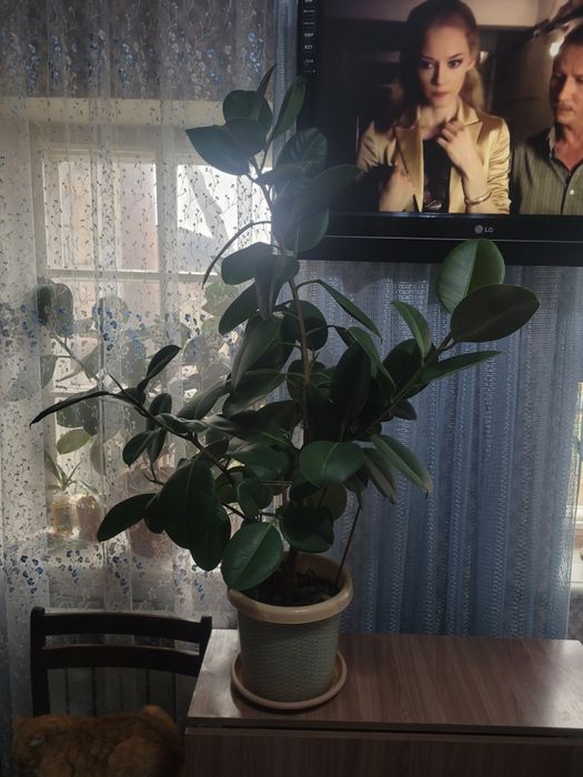 Комнатные цветы,большие