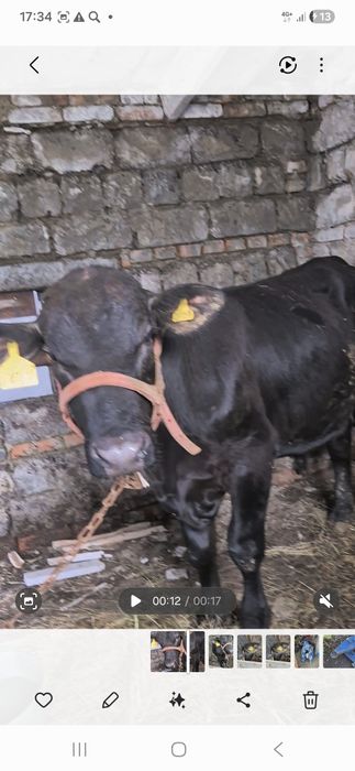 Продам бычка ангус