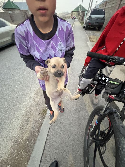 Мопс шымкент за 10000