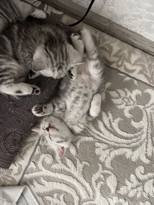 Котята  породистые шымкент