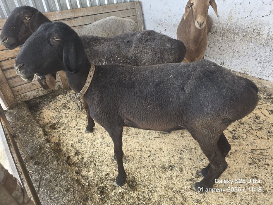 Sovliq qo‘yla 2 ta Куйлар сотилади совлик