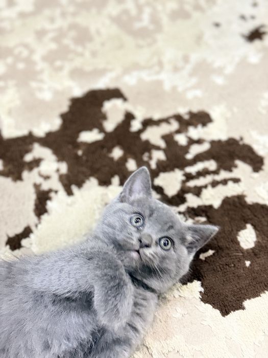 Отдам котенка. Девочка