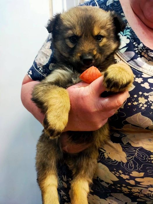 Дарю щенят от  дстойного кабеля