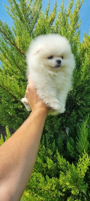 Померан момчета ..