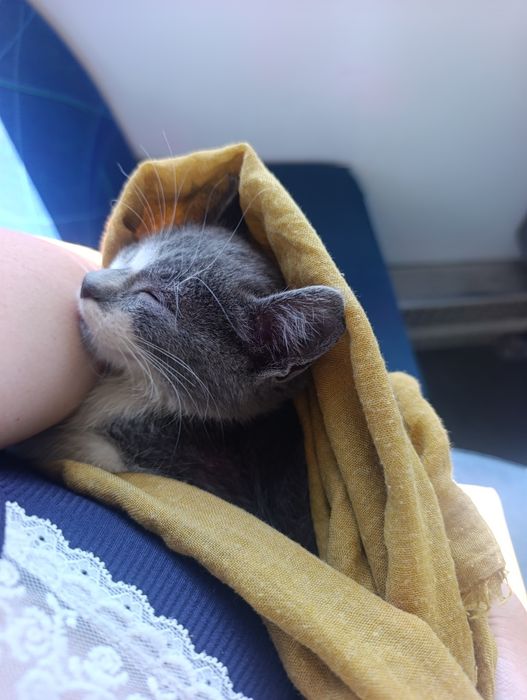 Котёнка в добрые руки