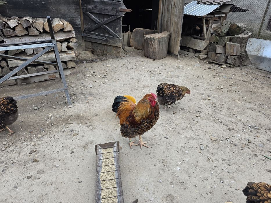 Ouă de incubat Wyandotte Gsg