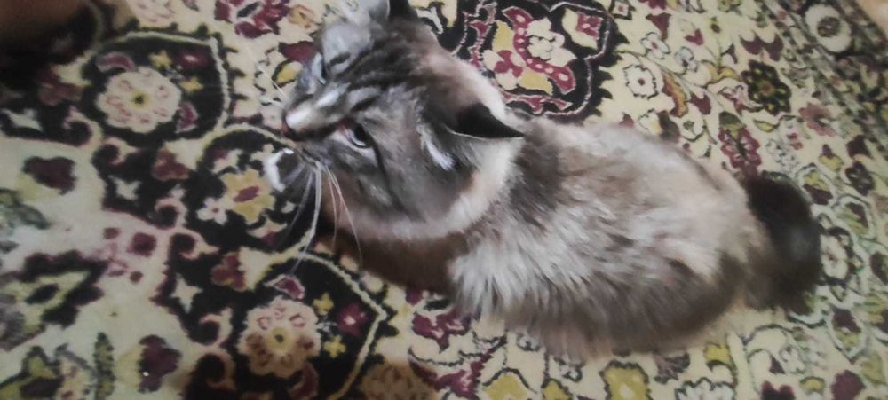 Котик вася ищет дом