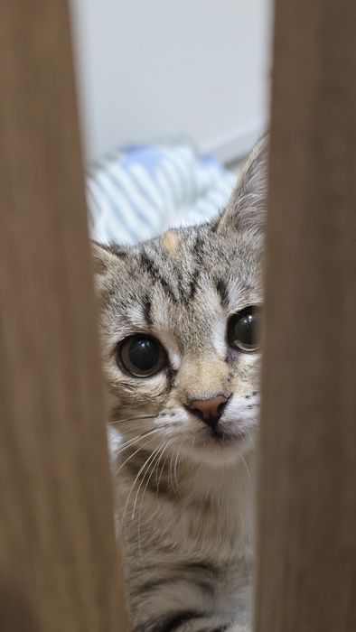 Кошечка ищет дом