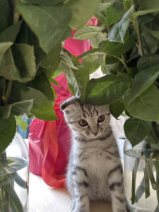 Котенок  Шотландский