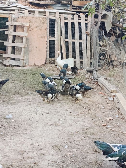 Индутколар сотилади