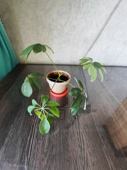 Укоренённый отросток шефлеры.