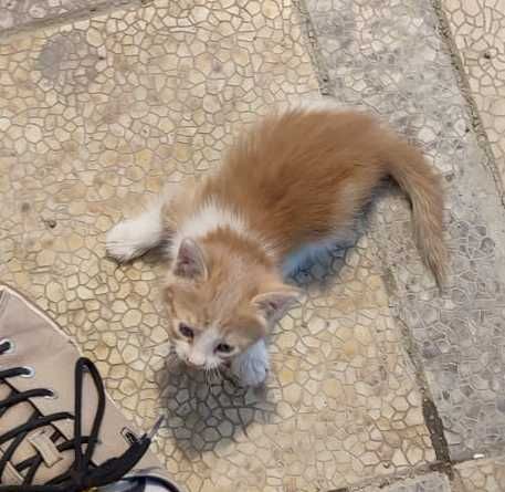Котенок в добрые руки