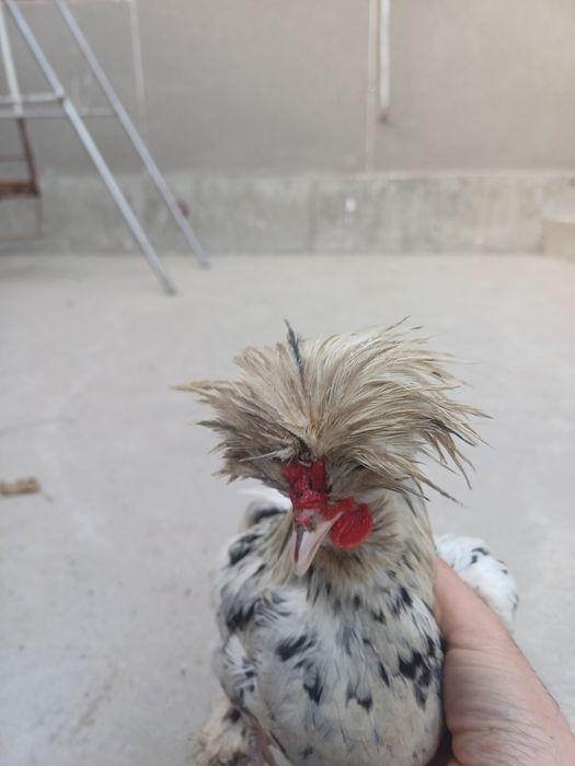 Карес японка хурозлари сотилади