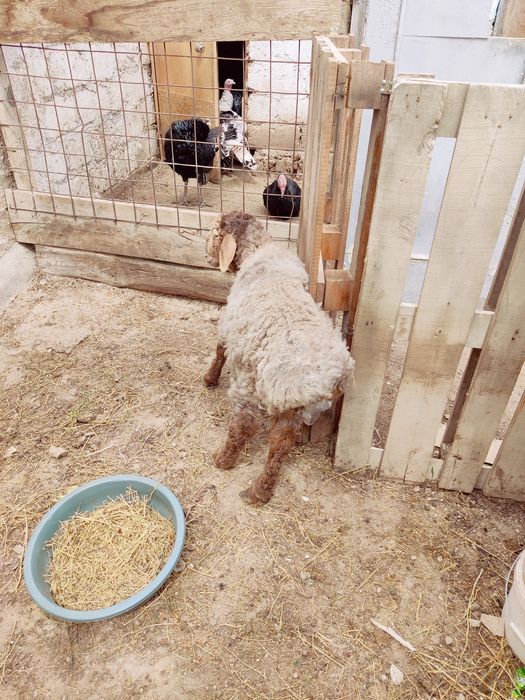 Қой/қозы/лақ/теке/қошқар