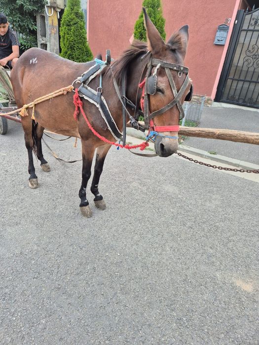 De vânzare catârcă