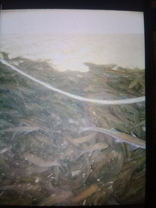 Продам живец живец