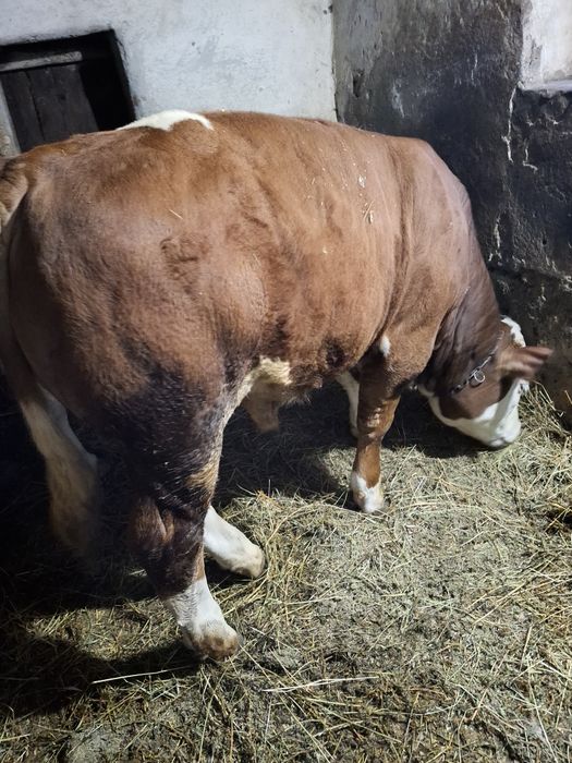 Vînd tăuraș de 400 kg ân județul Sibiu comuna Șeica Mare .