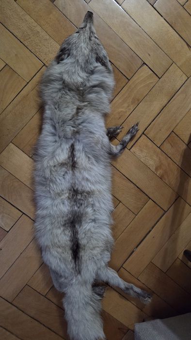 Vand vulpe argntie polara noua cu eticheta