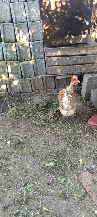 Vand gaini motate si gaini wiandotte