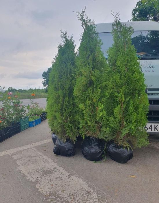 Озеленяване и поддръжка за вашата градина