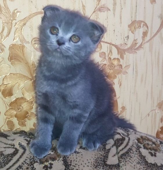 Продаются котята скотиш фолд и скотиш страйк