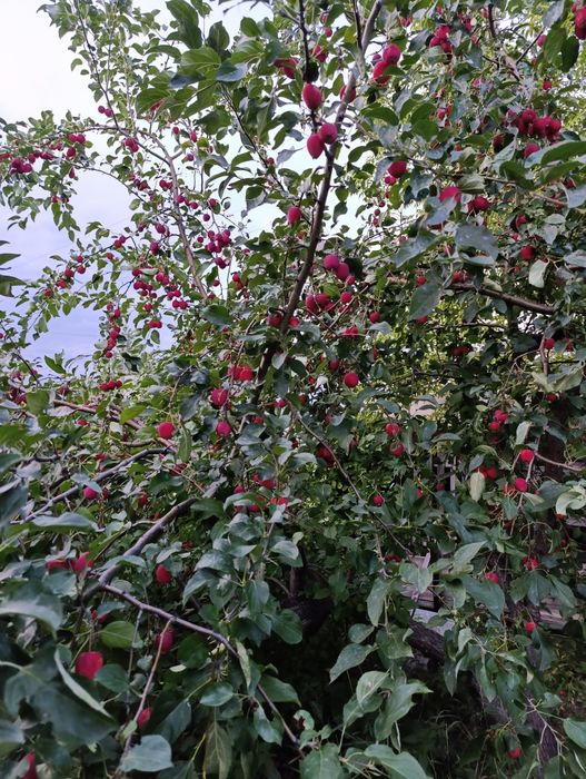 Продаётся дача на федоровке