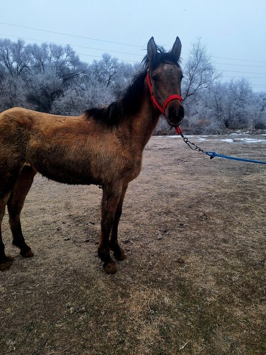 Продам кабылку  рысачьку