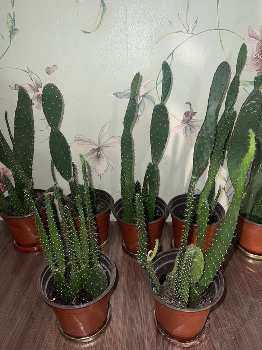 Опунция 3-4 штуки в одном горшке