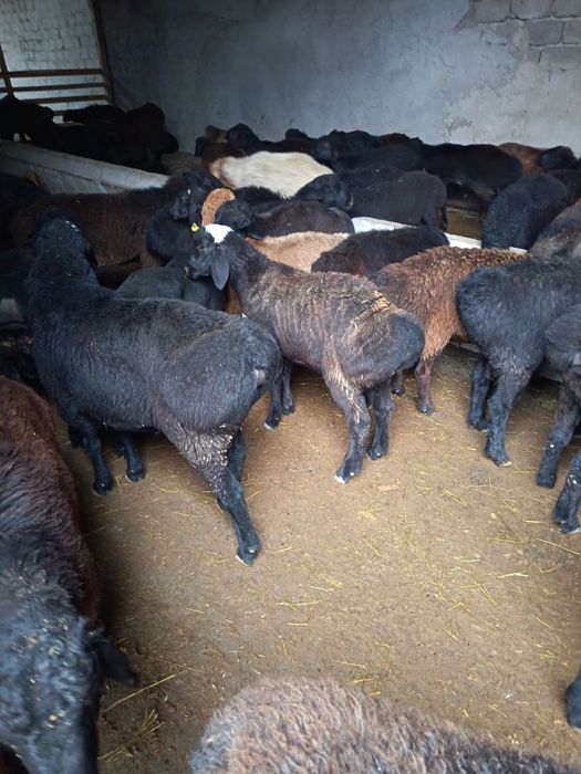 Qojqor va qoylar sotiladi