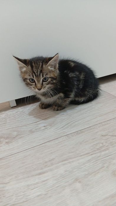 Отдам котят даром(мальчик)