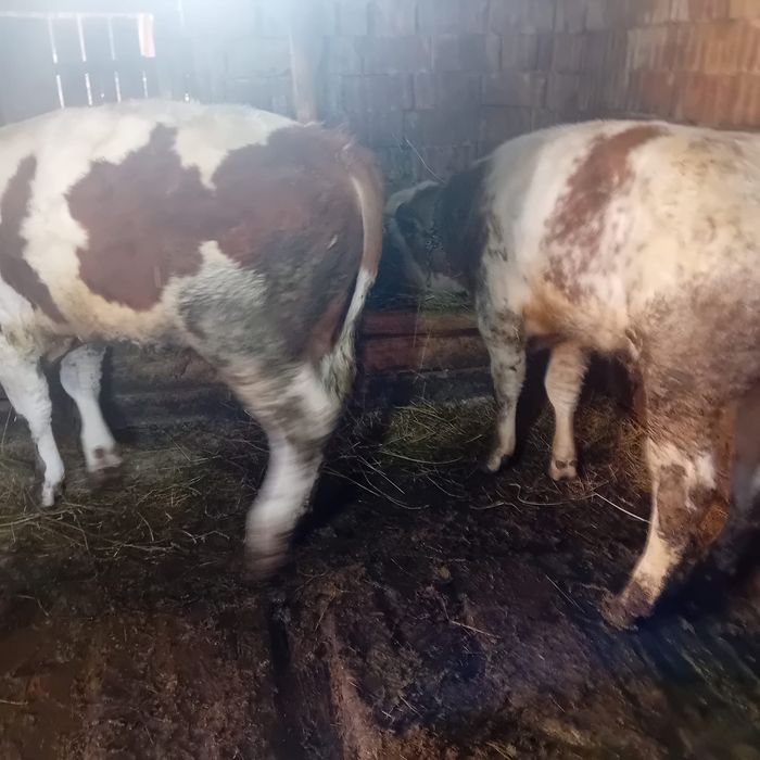 Taurasi de vanzare