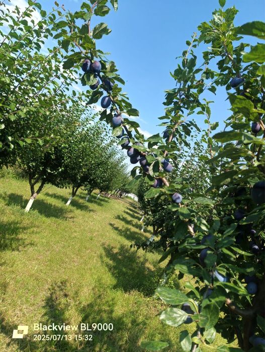 Prune naturale,romanesti,carnoase si zemoase