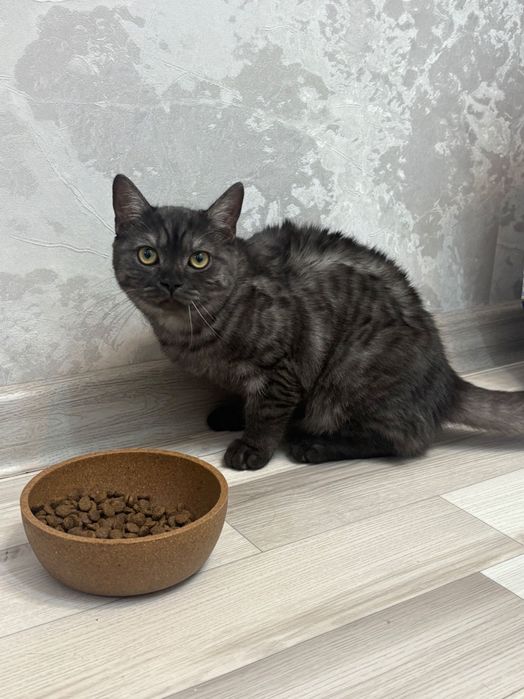 Отдам котенка британку