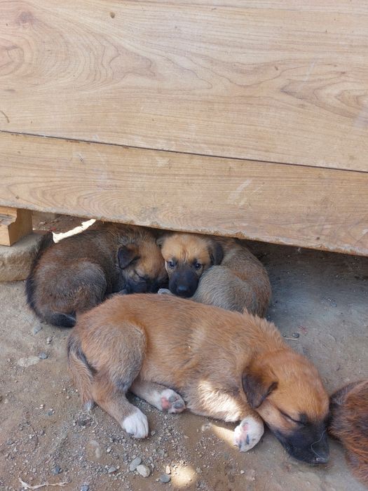 Donatie căței lup malinois