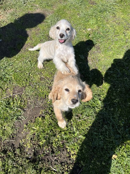 Малки кокер шпаньоли