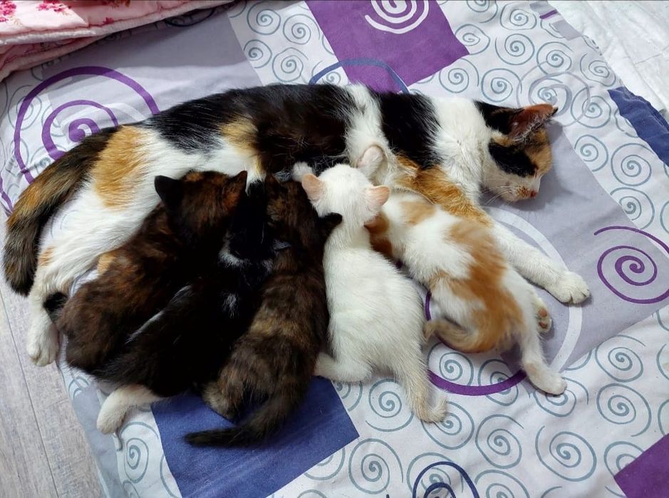 Пропала кошка помогите найти