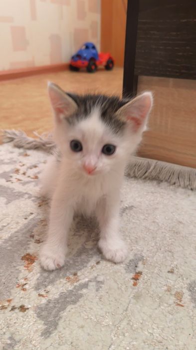 Отдам котят, бесплатно