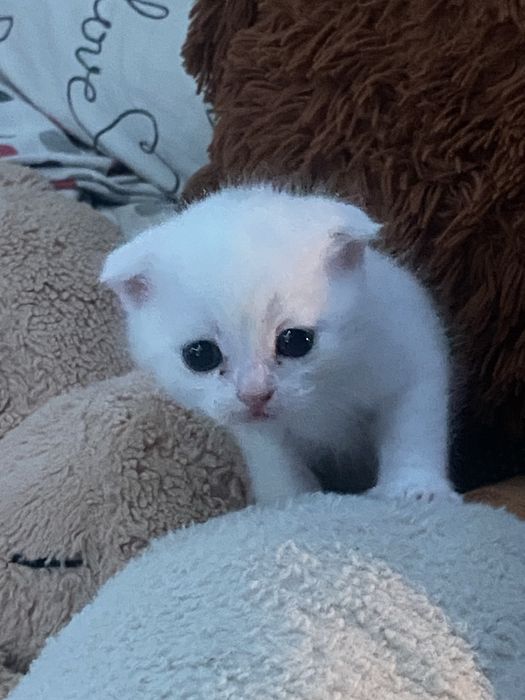 Отдам десплатно