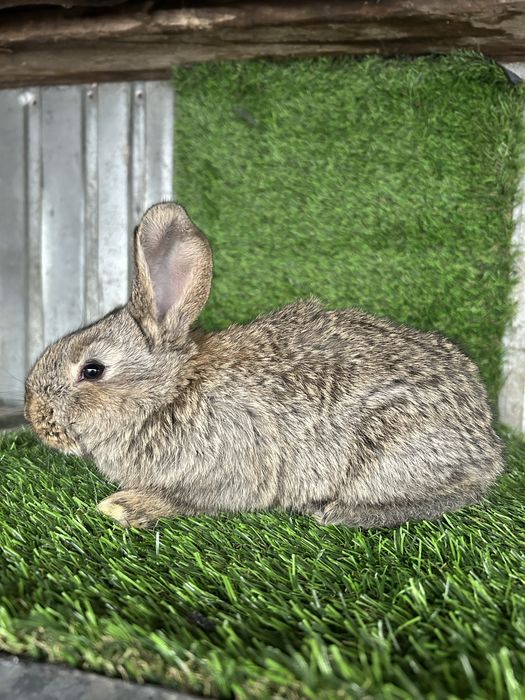 Продам крольчат фландер