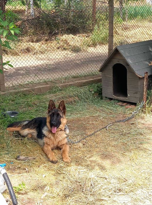 Малки немски овчарки