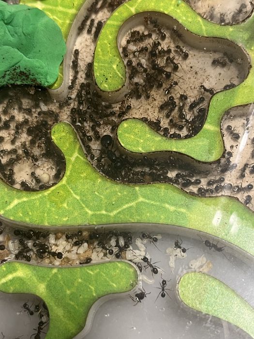 Отдам даром Муравьиная ферма муравьи жнецы