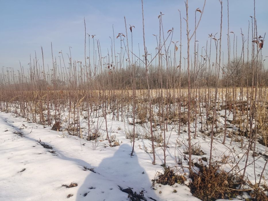 Саженцы яблок .