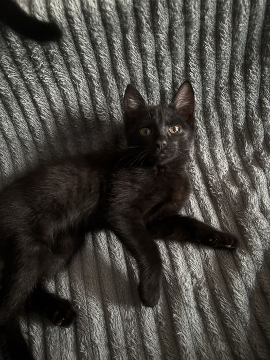 Отдам котят в хорошие руки
