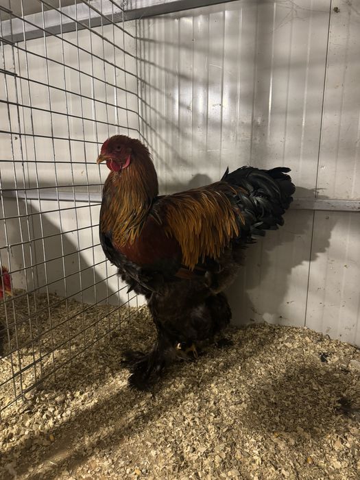 Cocosi Brahma Potarnichiu pe negru si pe albastru