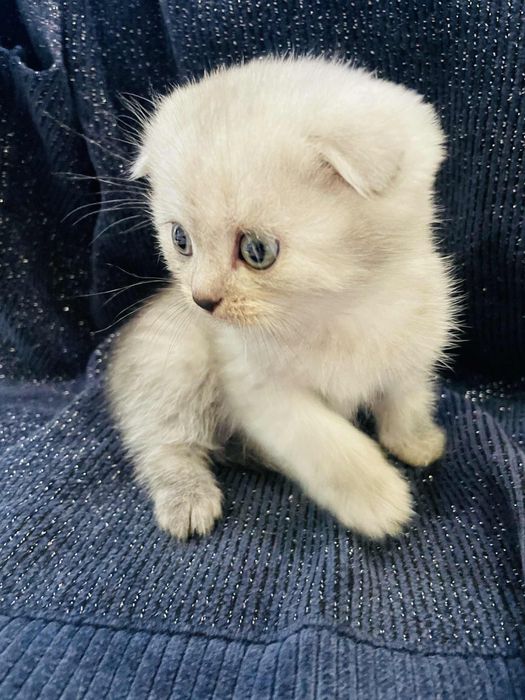 Шотландска клепоуха (Scottish Fold) – сребърна чинчила