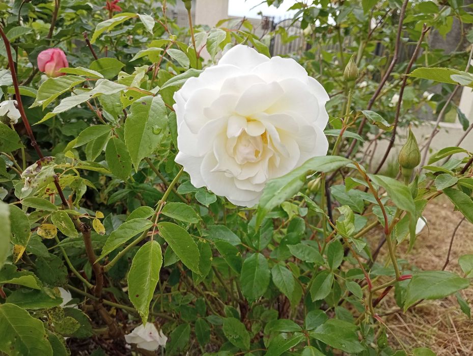 Trandafiri la ghiveci - gata pentru plantat