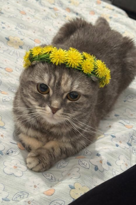 Продаётся красивая кошечка