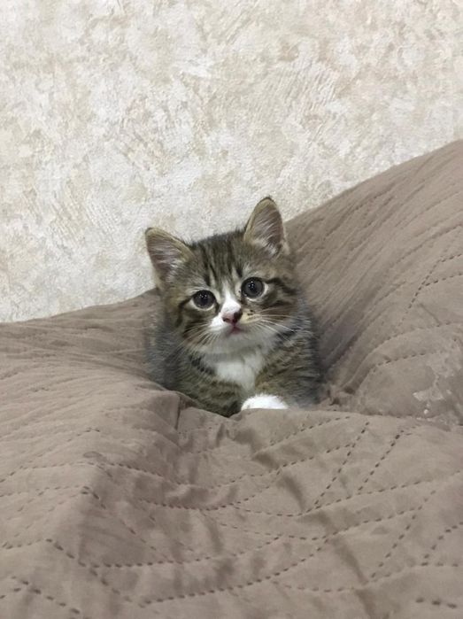 Котёнок,2 месяца,мальчик