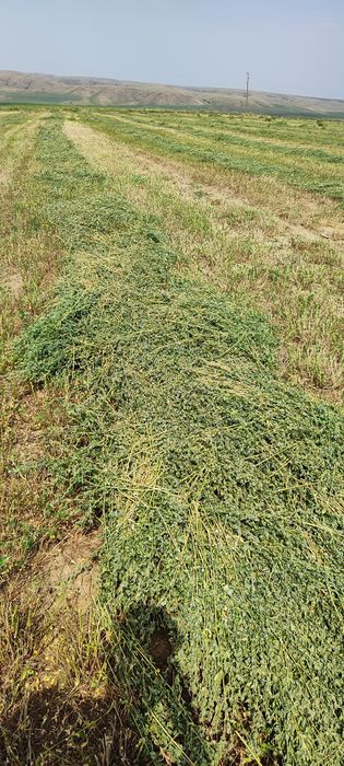 Шөп бар. жоңышқа. Клеверь.